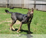 Small #1 Mutt