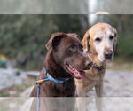 Small #3 Labrador Retriever Mix