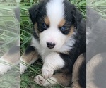 Small #2 Australian Shepherd
