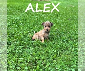 Carkie Puppy for sale in HARTLAND, MN, USA
