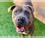 KASHA - Female Mastiff-Unknown Mix Dog for Adoption - Small photo