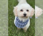 Small #6 Poodle (Miniature)