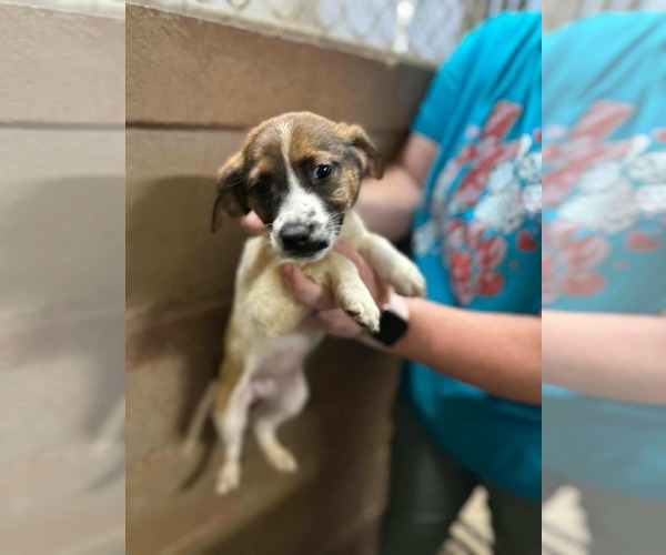 Medium Photo #2 Beagle-Unknown Mix Puppy For Sale in SHERBURNE, NY, USA