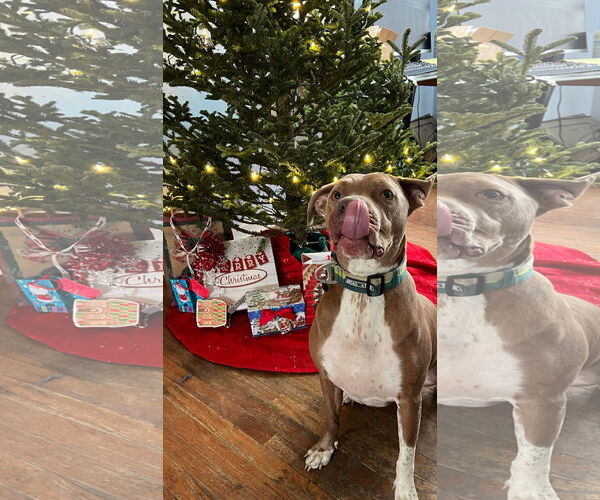 Medium Photo #8 American Pit Bull Terrier-Unknown Mix Puppy For Sale in Germantown, OH, USA