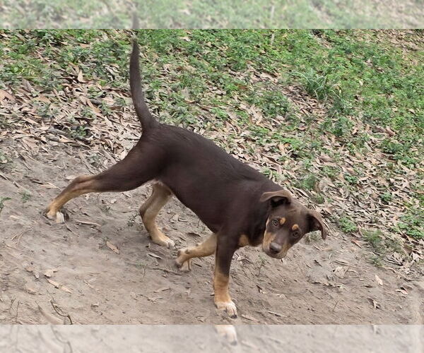 Medium Photo #6 Labrador Retriever-Unknown Mix Puppy For Sale in Brewster, NY, USA