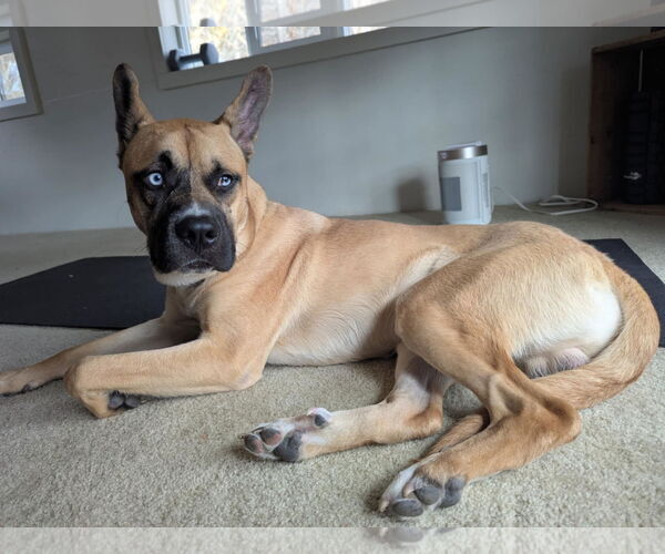 Medium Photo #1 Australian Shepherd-Unknown Mix Puppy For Sale in Mechanicsburg, PA, USA