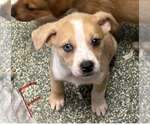 Small #2 Catahoula Leopard Dog-Labrador Retriever Mix