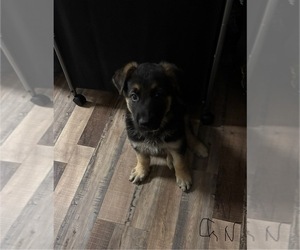 German Shepherd Dog Puppy for sale in SACRAMENTO, CA, USA