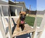 Small Photo #11 Cane Corso Puppy For Sale in HEMET, CA, USA