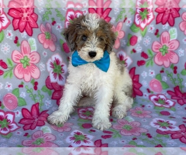 Medium Photo #7 Poodle (Miniature) Puppy For Sale in LANCASTER, PA, USA