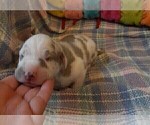 Small Photo #104 Great Dane Puppy For Sale in SPRAGGS, PA, USA