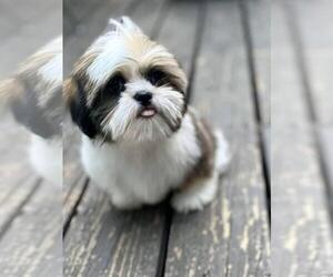 Shih Tzu Puppy for sale in REDLANDS, CA, USA