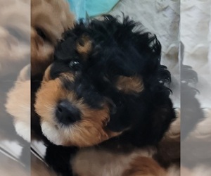 Bernedoodle (Miniature) Puppy for sale in SHICKSHINNY, PA, USA