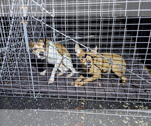 Toffee - Male Chihuahua Dog for Adoption - Photo #8