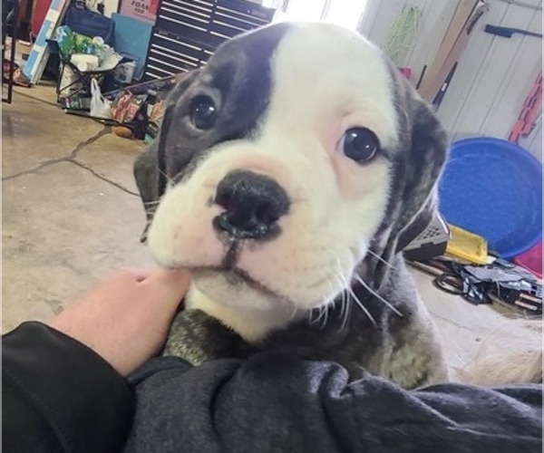 Medium Photo #1 Olde English Bulldogge Puppy For Sale in VALLEY SPRINGS, SD, USA