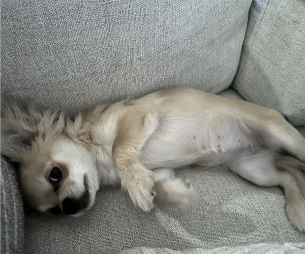 Medium Photo #1 Chihuahua Puppy For Sale in ROUND ROCK, TX, USA
