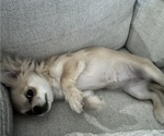 Small Chihuahua