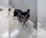 Small German Shepherd Dog Mix