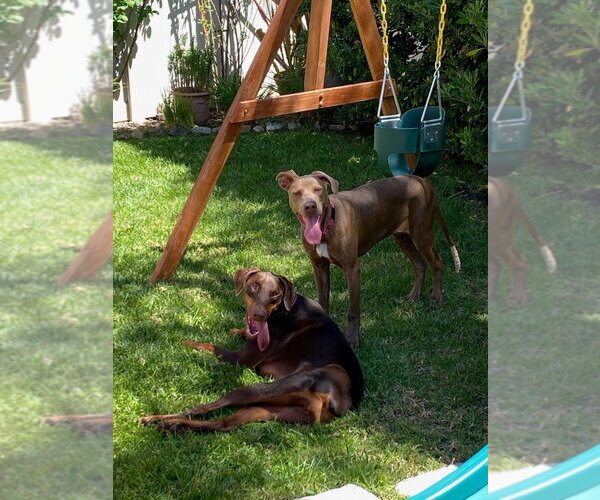 Medium Photo #10 American Staffordshire Terrier-Weimaraner Mix Puppy For Sale in Lake Forest, CA, USA