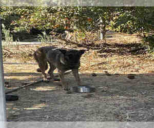 German Shepherd Dog Dogs for adoption in Hanford, CA, USA