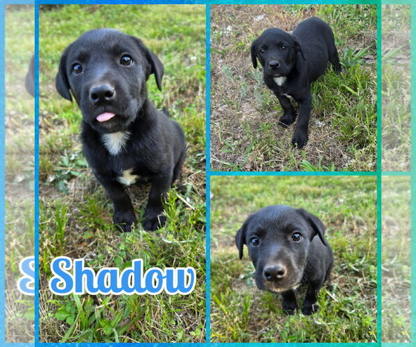 Medium Photo #1 Labsky Puppy For Sale in Blacksburg, SC, USA