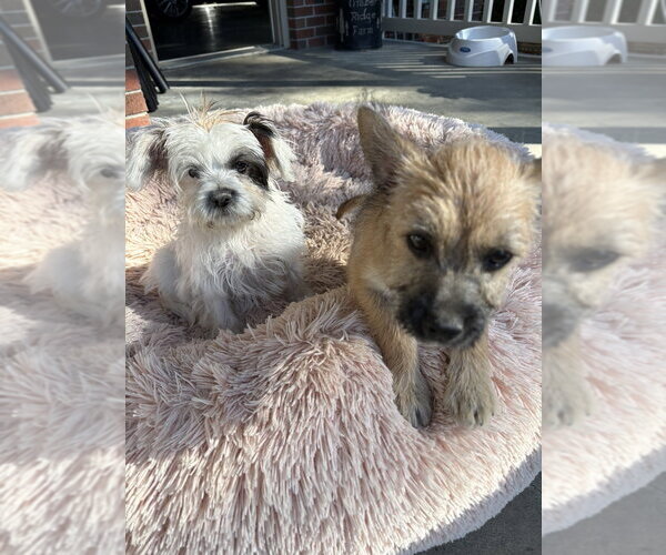 Medium Photo #3 Shih Tzu-Unknown Mix Puppy For Sale in Aurora, IN, USA