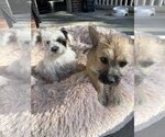 Small Photo #3 Shih Tzu-Unknown Mix Puppy For Sale in Aurora, IN, USA