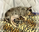 Small Photo #1 French Bulldog Puppy For Sale in NAPLES, FL, USA