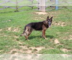 Small #1 German Shepherd Dog