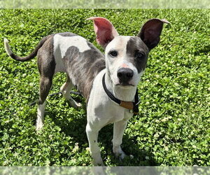 Unknown-Whippet Mix Dogs for adoption in Pueblo, CO, USA