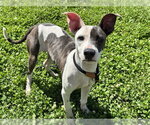 Small Whippet Mix