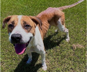 Boxer-Unknown Mix Dogs for adoption in Grovetown, GA, USA