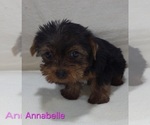 Small #6 Yorkshire Terrier