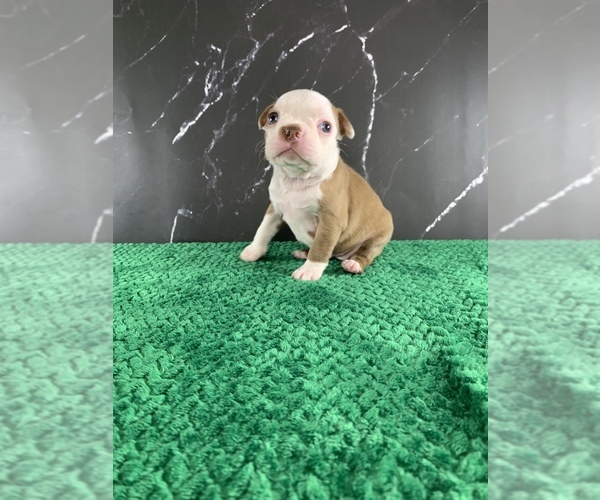 Medium Photo #31 Boston Terrier Puppy For Sale in TULARE, CA, USA