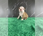 Small #30 Boston Terrier