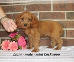 Small Cockapoo (Miniature)