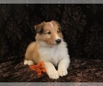 Small #3 Collie