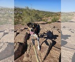 Small #6 Rat Terrier Mix