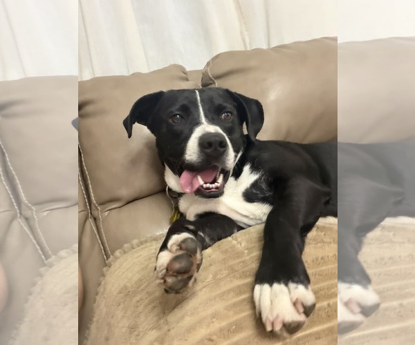 Medium Photo #8 Mutt Puppy For Sale in Sandy, UT, USA