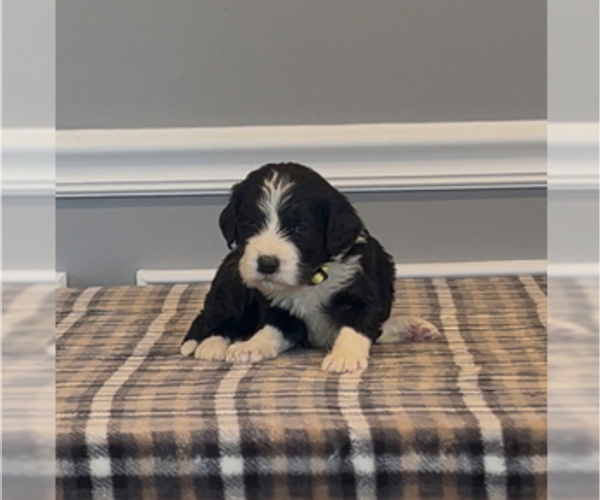 Medium Photo #1 Bernedoodle-Labradoodle Mix Puppy For Sale in MILFORD, NJ, USA