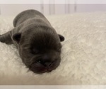 Puppy Puppy 5 French Bulldog