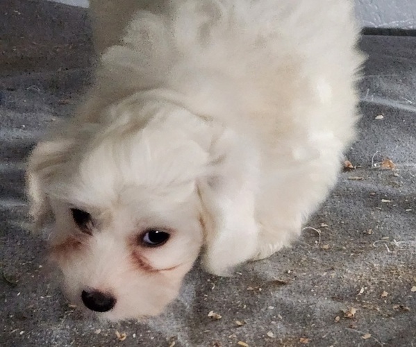 Medium Photo #1 Coton de Tulear Puppy For Sale in LAGRANGE, IN, USA
