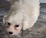 Small Photo #1 Coton de Tulear Puppy For Sale in LAGRANGE, IN, USA