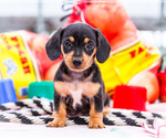 Puppy Millie Dachshund