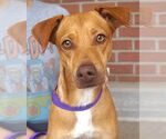 Small #4 Labrador Retriever Mix