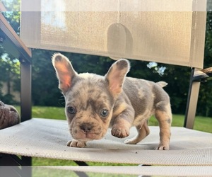 French Bulldog Puppy for sale in IMPERIAL, MO, USA