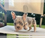 Small French Bulldog