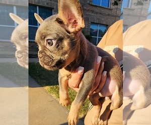 French Bulldog Puppy for sale in FORT WORTH, TX, USA