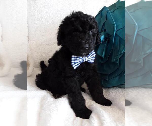 Medium Photo #2 Sheepadoodle Puppy For Sale in RIALTO, CA, USA