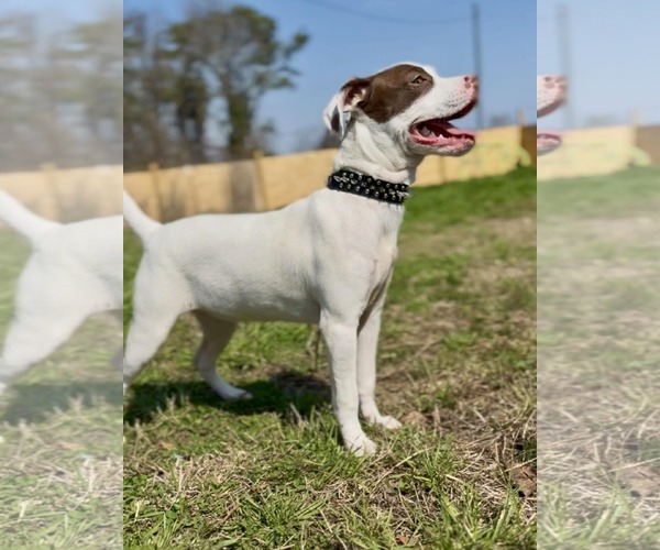 Medium Photo #2 Mutt Puppy For Sale in Jacksonville, NC, USA